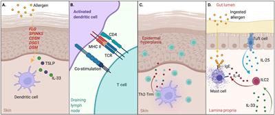 Inborn Errors of the Immune System Associated With Atopy